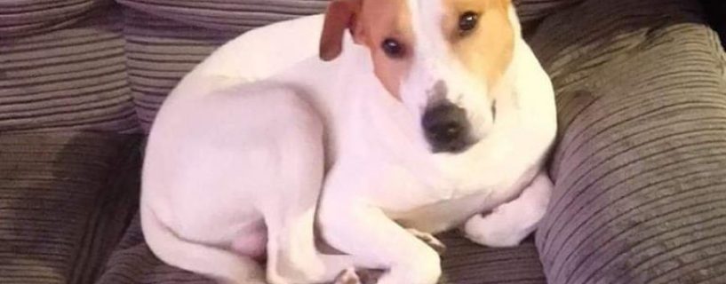 Dog Accidentally Swallows Nintendo Tapes